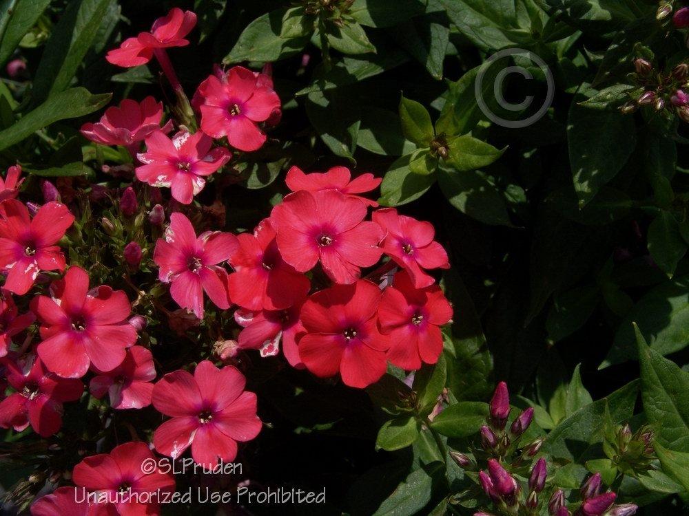 Photo of Garden Phlox (Phlox paniculata 'Orange Perfection') uploaded by DaylilySLP