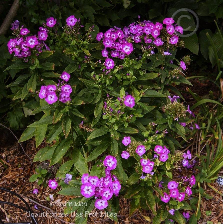 Photo of Garden Phlox (Phlox paniculata 'Laura') uploaded by DaylilySLP