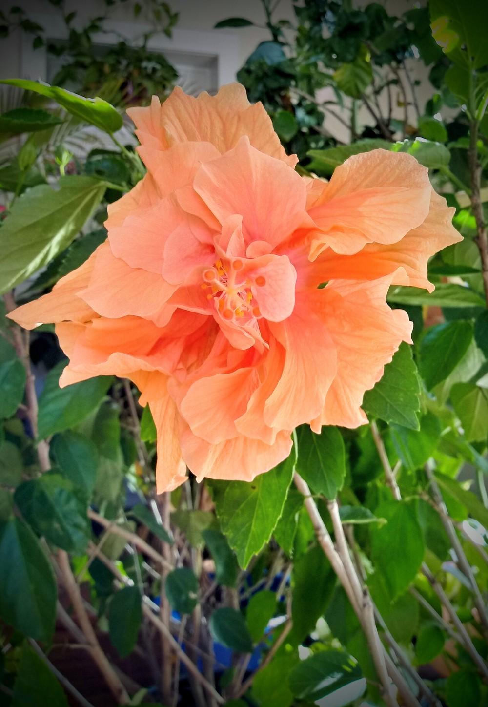 Photo of Hibiscus uploaded by JayZeke