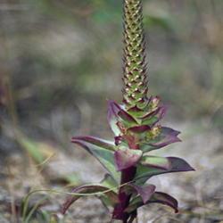 Location: Primorsky Kraj, Russia
Date: 2001
Chinese Dunce's Cap (Orostachys iwarenge). Wild plant in natural 
