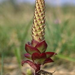 Location: Primorsky Kraj, Russia
Date: 1999
Chinese Dunce's Cap (Orostachys iwarenge). Wild plant in natural 