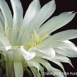 Location: Vladivostok, Primorsky Kraj, Russia
Date: 2000
Easter Lily Cactus (Echinopsis oxygona)