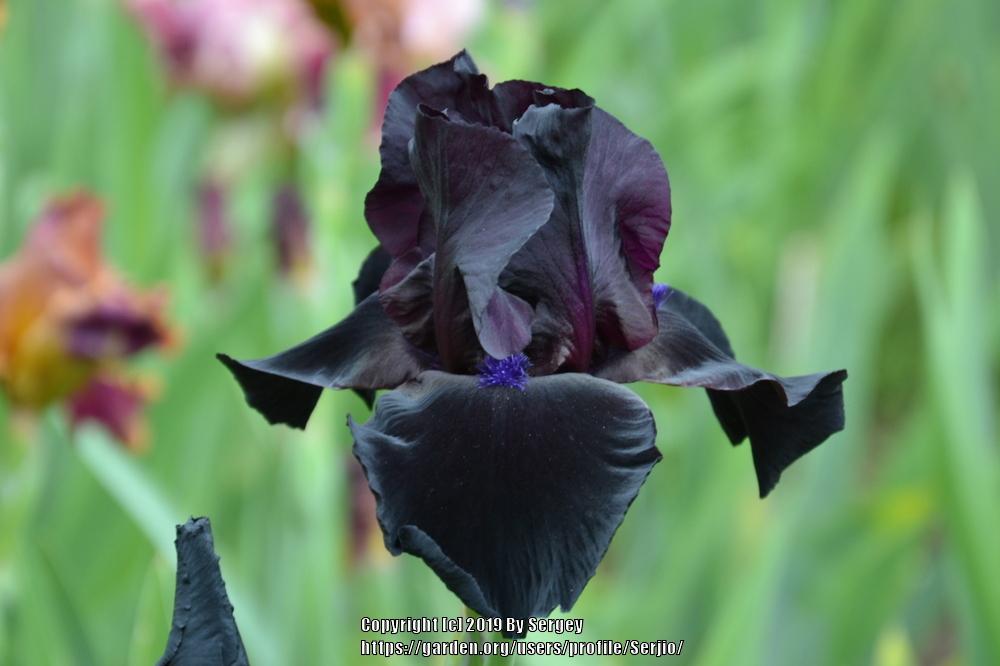 Photo of Tall Bearded Iris (Iris 'Black Suited') uploaded by Serjio