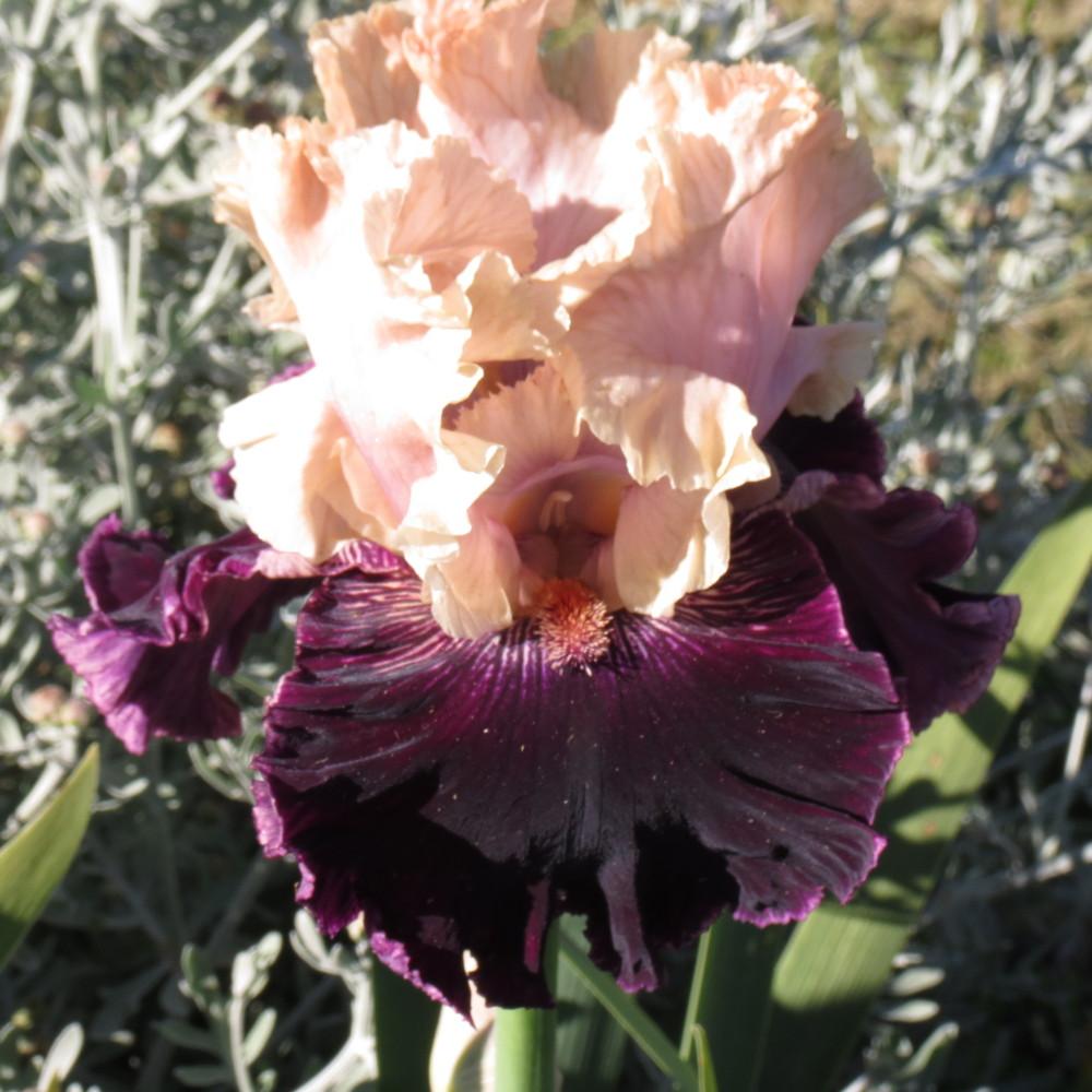 Photo of Tall Bearded Iris (Iris 'Jamaica Me Crazy') uploaded by TrishAUS