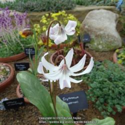 Location: RHS Harlow Carr alpine house, Yorkshire
Date: 2019-04-12