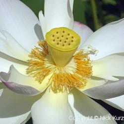Location: Kenilworth Park and Aquatic Gardens, Washington DC
Date: 2018-07-12
Sacred lotus (Nelumbo nucifera). Known also as Indian Lotus, Bean
