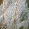 Amur Silver Grass (Miscanthus sacchariflorus). Wild plants in nat