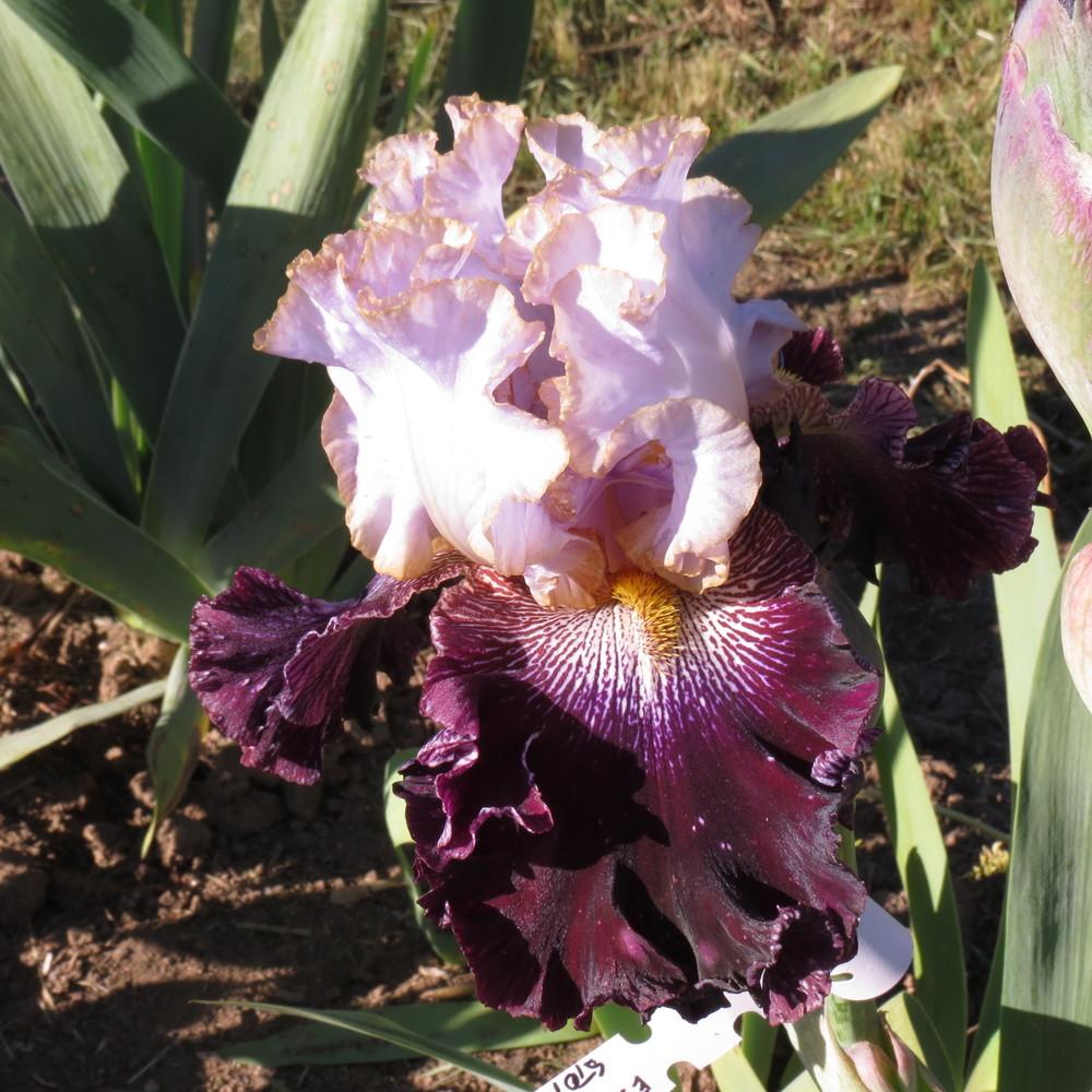 Photo of Tall Bearded Iris (Iris 'Magic Masquerade') uploaded by TrishAUS