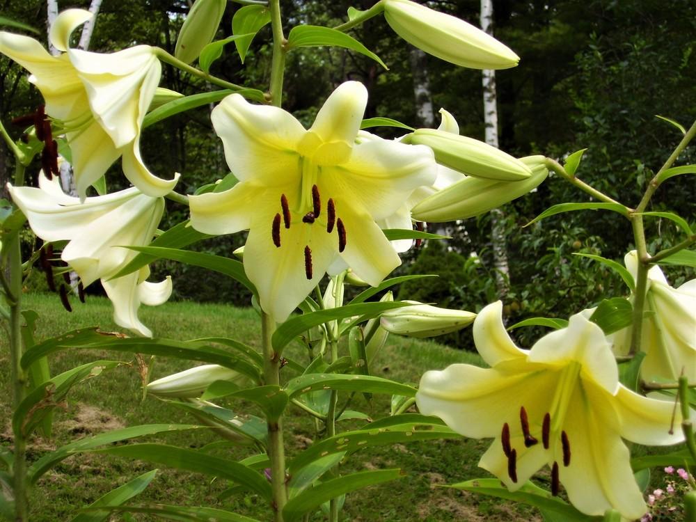 Photo of Lily (Lilium 'Conca d'Or') uploaded by celestialrose