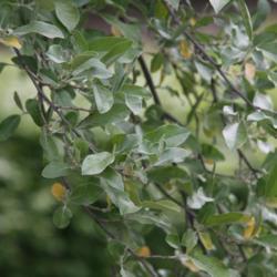 Location: In Leavenworth, KS
Date: Fall, 2006
Autumn Olive (Elaeagnus umbellata) 002