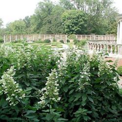 Location: In the Missouri Botanical Garden in Saint Louis
Date: 2006
Panicle Hydrangea (Hydrangea paniculata 'Grandiflora')