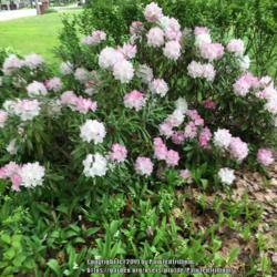 Location: Southern Maine
Date: 2017-05-31
Beautiful hardy rhododendron.  Stays compact.