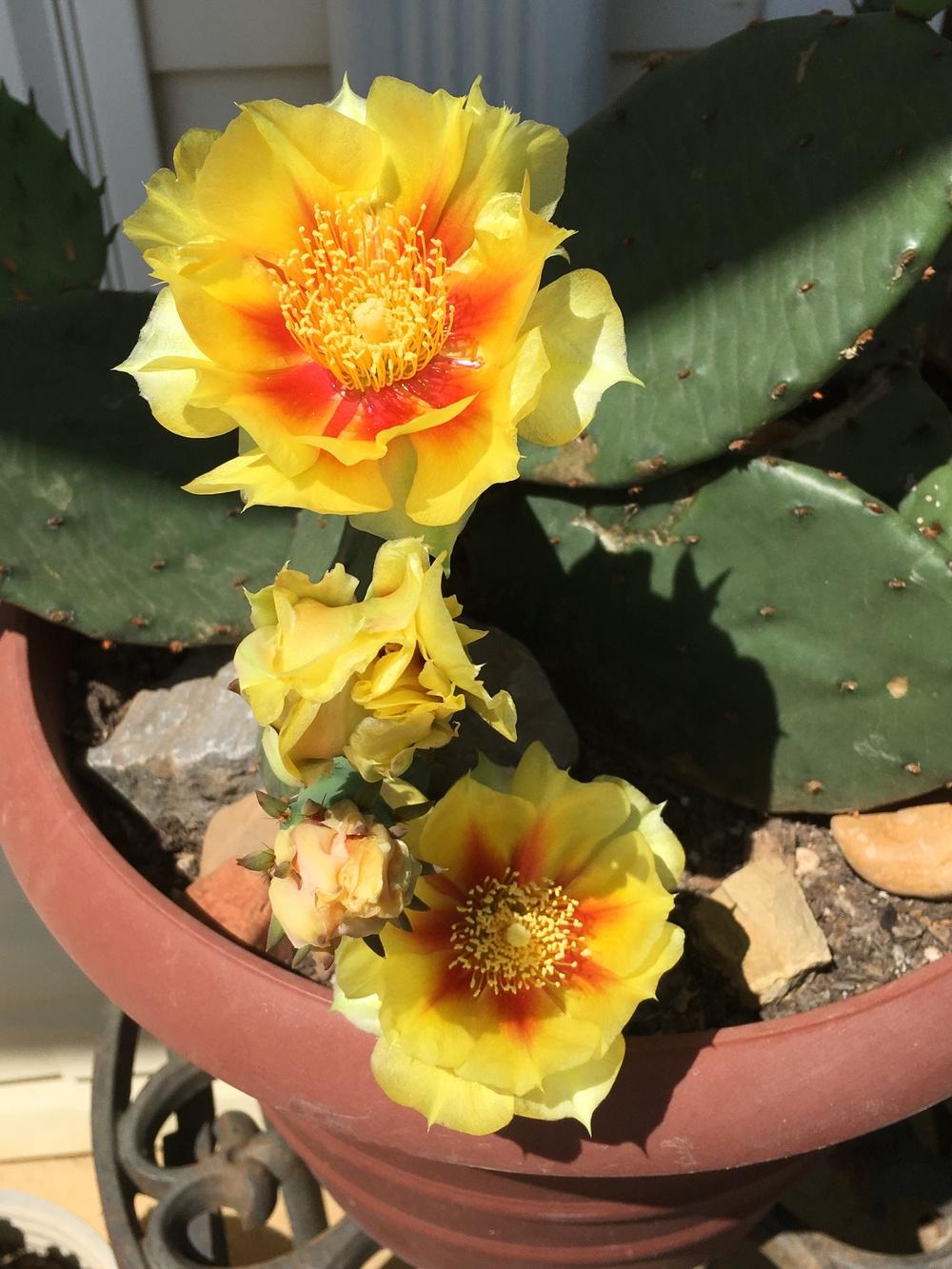 Photo of Eastern Prickly Pear (Opuntia humifusa) uploaded by bwbillh
