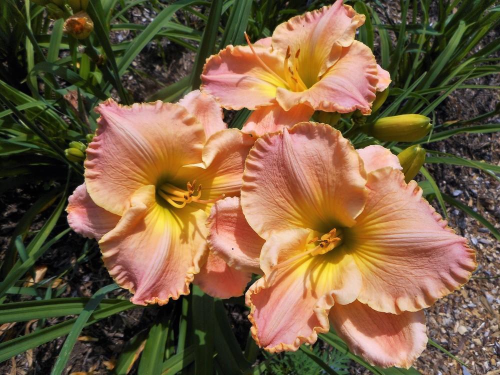 Photo of Daylily (Hemerocallis 'Love in the Library') uploaded by celestialrose