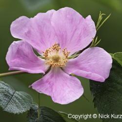 Location: Primorsky Kraj, Russia
Date: 2011-06-26
Prickly wild rose (Rosa acicularis). Called Prickly rose, Bristly