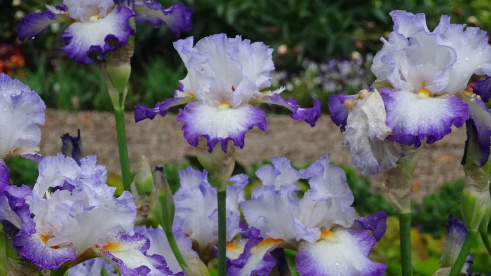 Photo of Tall Bearded Iris (Iris 'Conjuration') uploaded by Orsola