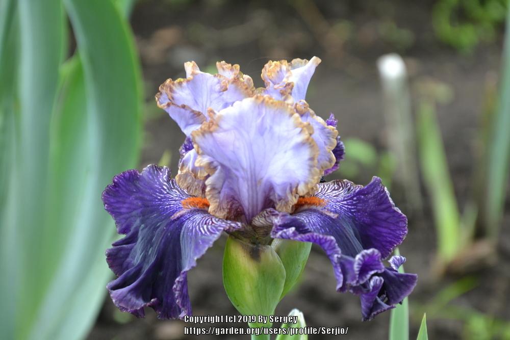 Photo of Tall Bearded Iris (Iris 'Bratislavan Prince') uploaded by Serjio