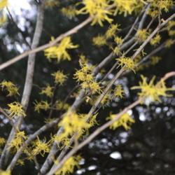 Location: Botanical Gardens of the State of Georgia...Athens, Ga
Date: 2019-11-17
Witch Hazel 001