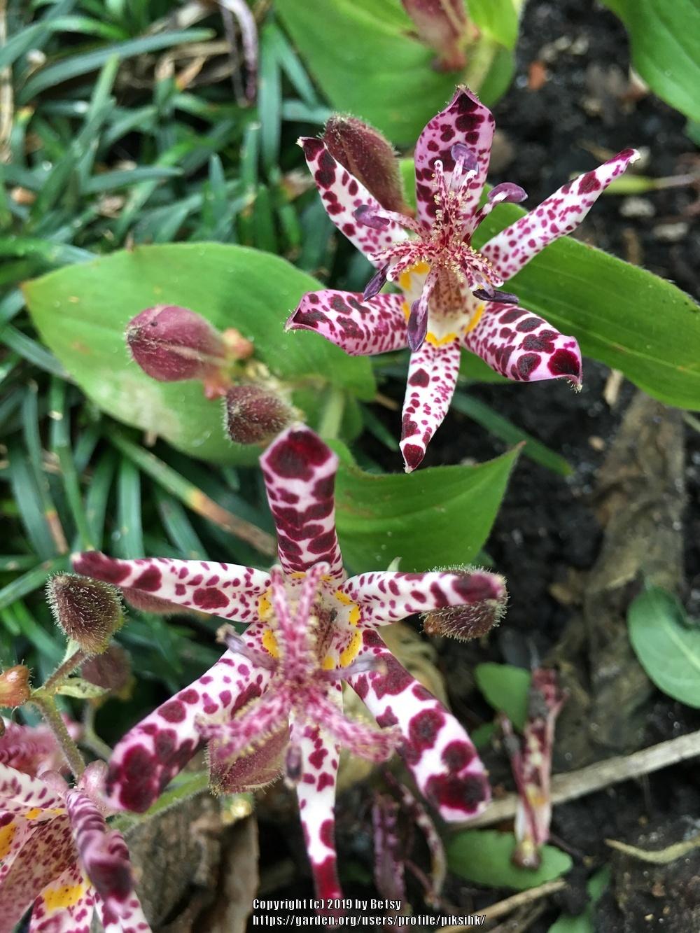 Photo of Japanese Toad Lily (Tricyrtis hirta) uploaded by piksihk