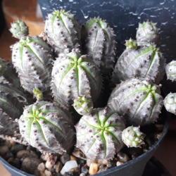 
Date: 2019-11-21
Obesa hybrid, new growth(interesting to look at)