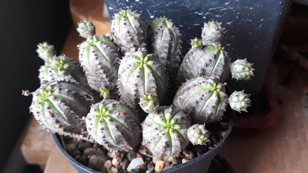 Photo of Euphorbias (Euphorbia) uploaded by skopjecollection