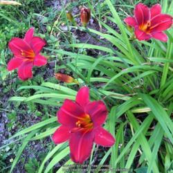 Location: Southern Maine
Date: 2019-08-12
Such a gorgeous daylily!