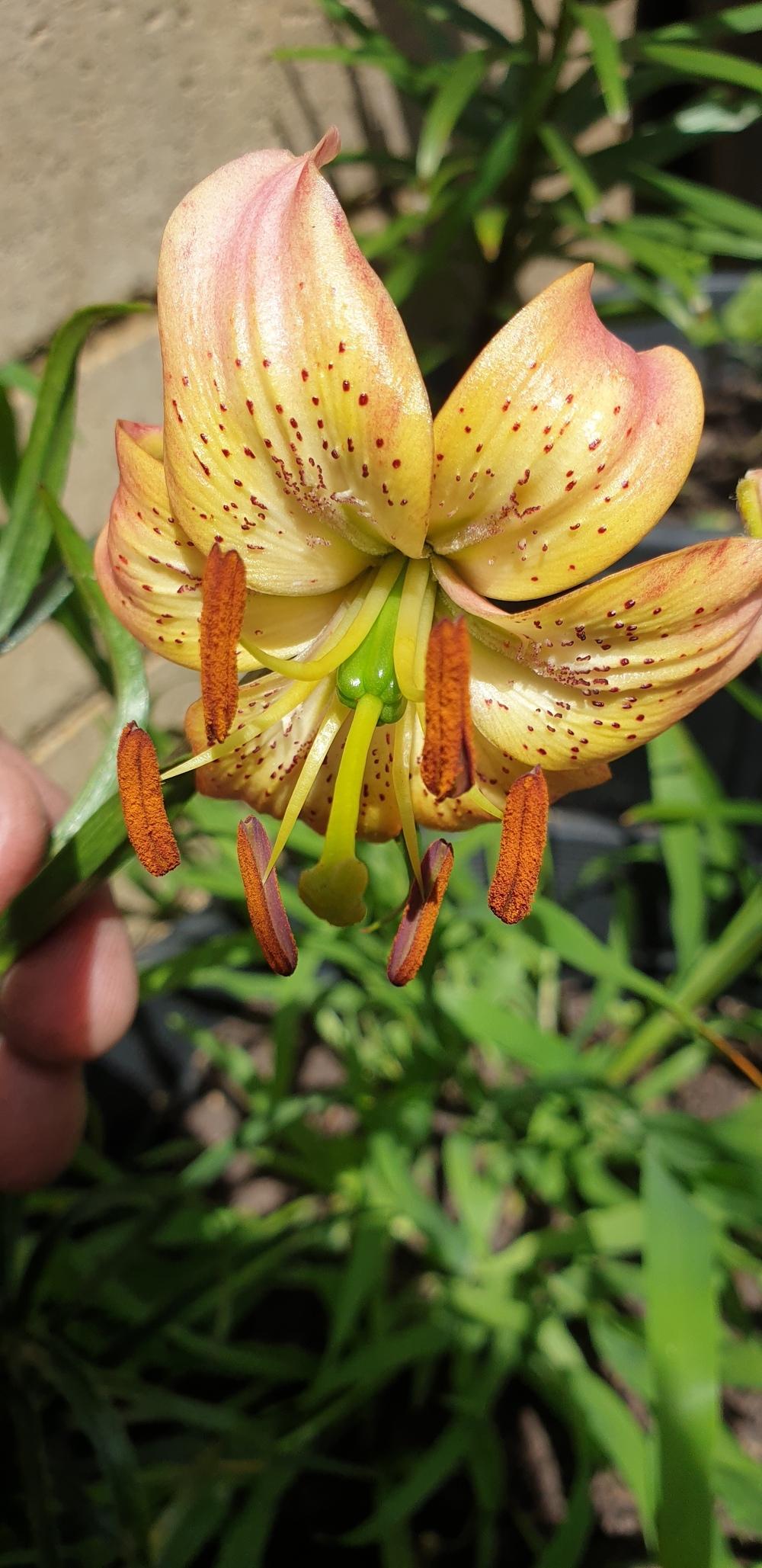 Photo of Lily (Lilium 'Luina') uploaded by gwhizz