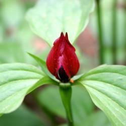 Location: In the Missouri Botanical Garden in Saint Louis
Date: Spring, 2004
Red Trillium (Trillium recurvatum) 001
