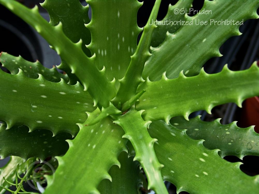 Photo of Sunset Aloe (Aloe dorotheae) uploaded by DaylilySLP