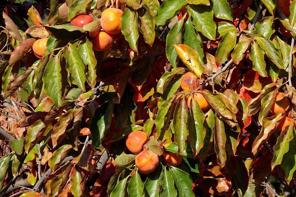 Photo of Persimmons (Diospyros) uploaded by Orsola