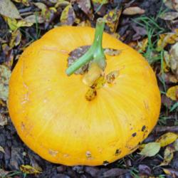 Location: Nationale Plantentuin (Meise - Brussel - Belgium)
Date: 2019-10-21
Bad year: small pumpkin