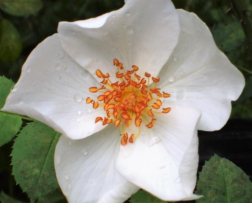 Photo of Species Rose (Rosa spinosissima) uploaded by celestialrose