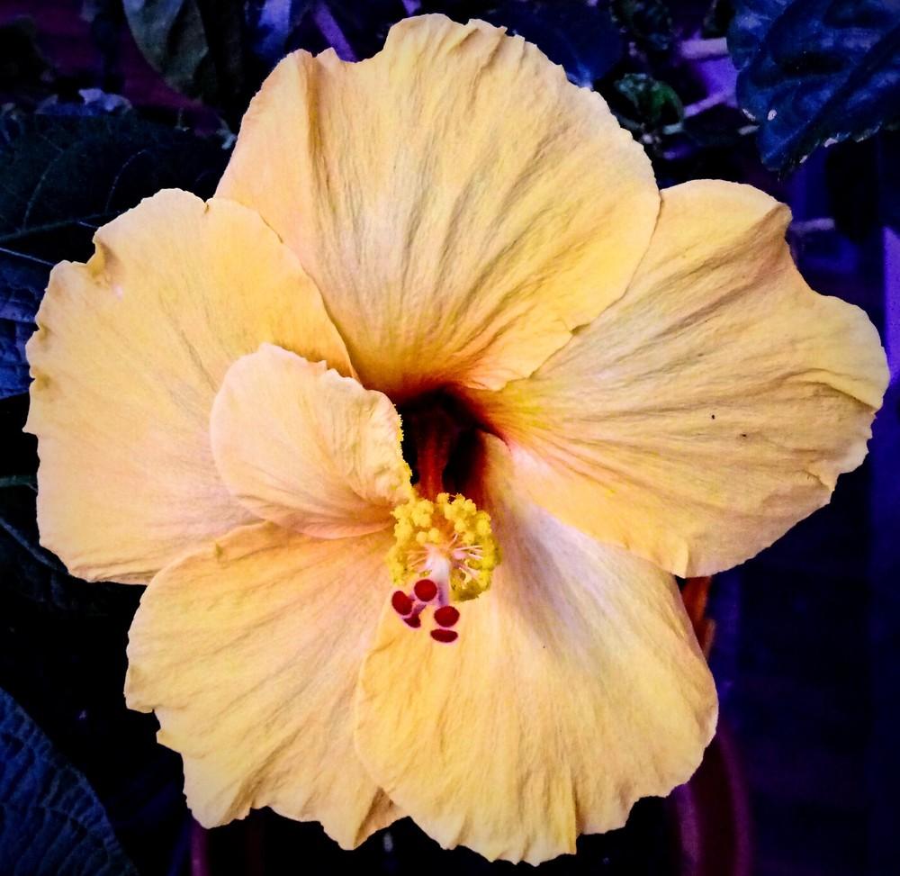 Photo of Tropical Hibiscuses (Hibiscus rosa-sinensis) uploaded by JayZeke