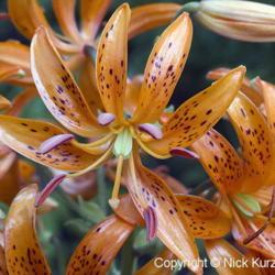 Location: Primorsky Kraj, Russia
Date: 2006-08-06
Kochang lily (Lilium distichum). Wild plant in natural habitat.