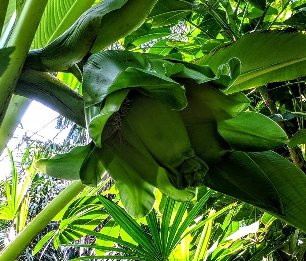 Photo of Wild Banana (Ensete ventricosum) uploaded by Revhort