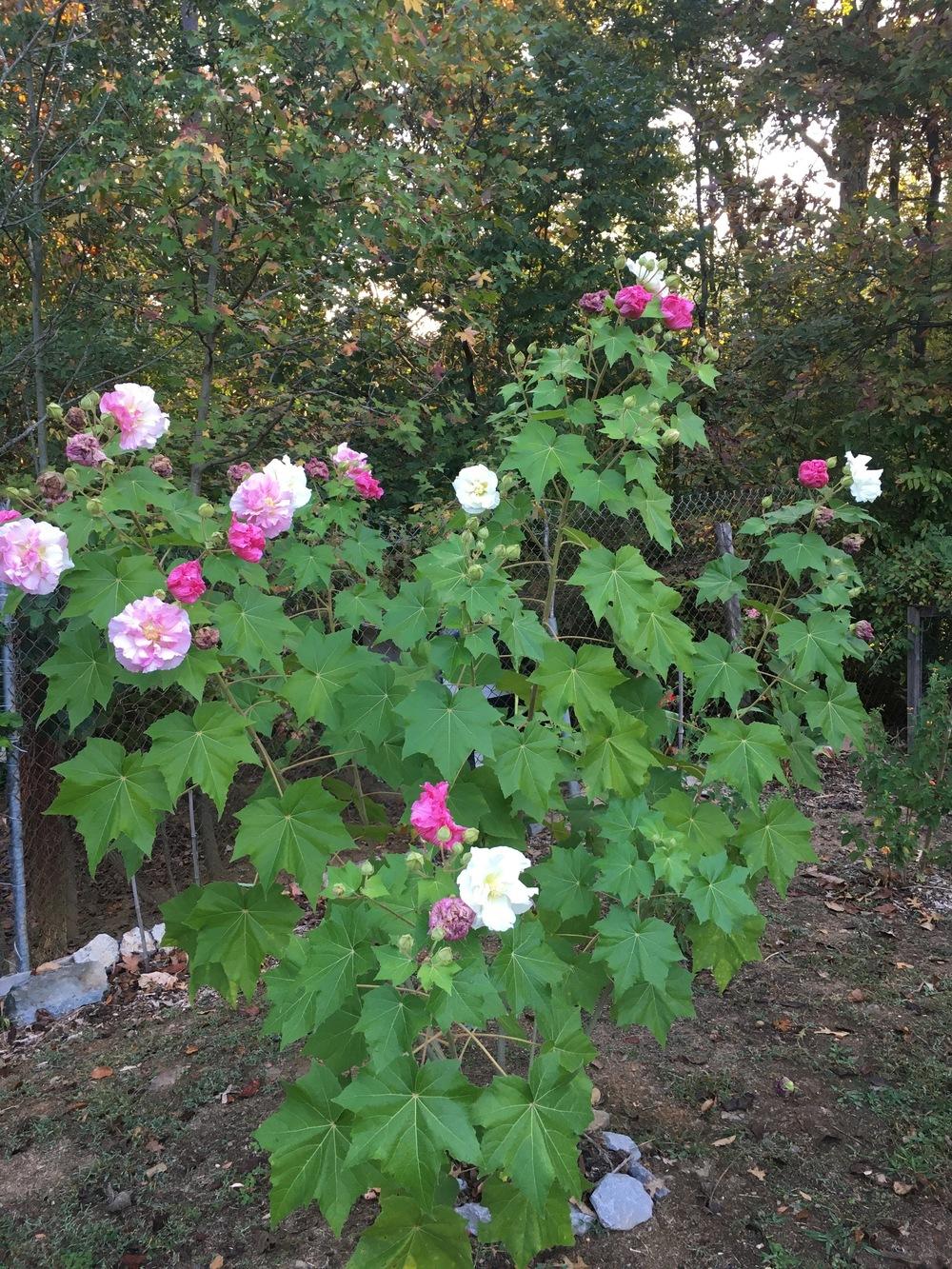 Photo of Confederate Rose (Hibiscus mutabilis) uploaded by bwbillh
