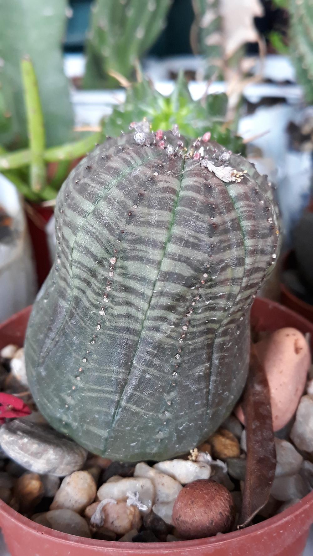 Photo of Baseball Plant (Euphorbia obesa) uploaded by skopjecollection