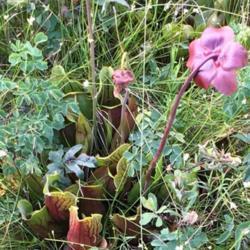 Location: Prince Edward Island
Date: 2018-08-21
A beautiful bog, on the way to the National Seashore. In situ