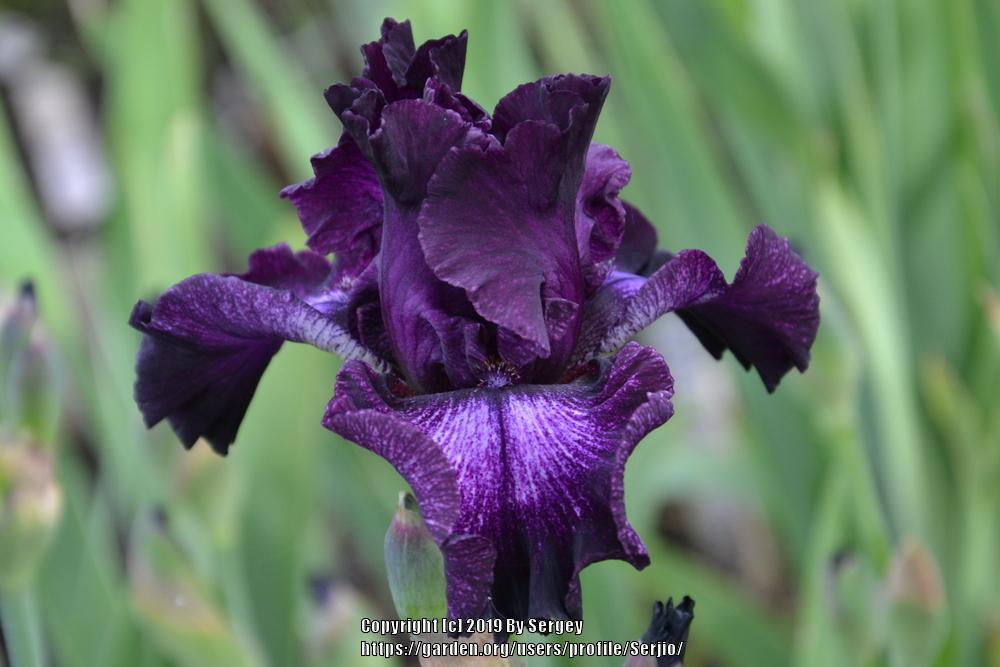 Photo of Tall Bearded Iris (Iris 'Bubble Bubble') uploaded by Serjio