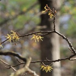 Location: Radford Virginia
Date: 2019-11-05
Witch Hazel near the Virginia Appachian Trail, with a visitor I d