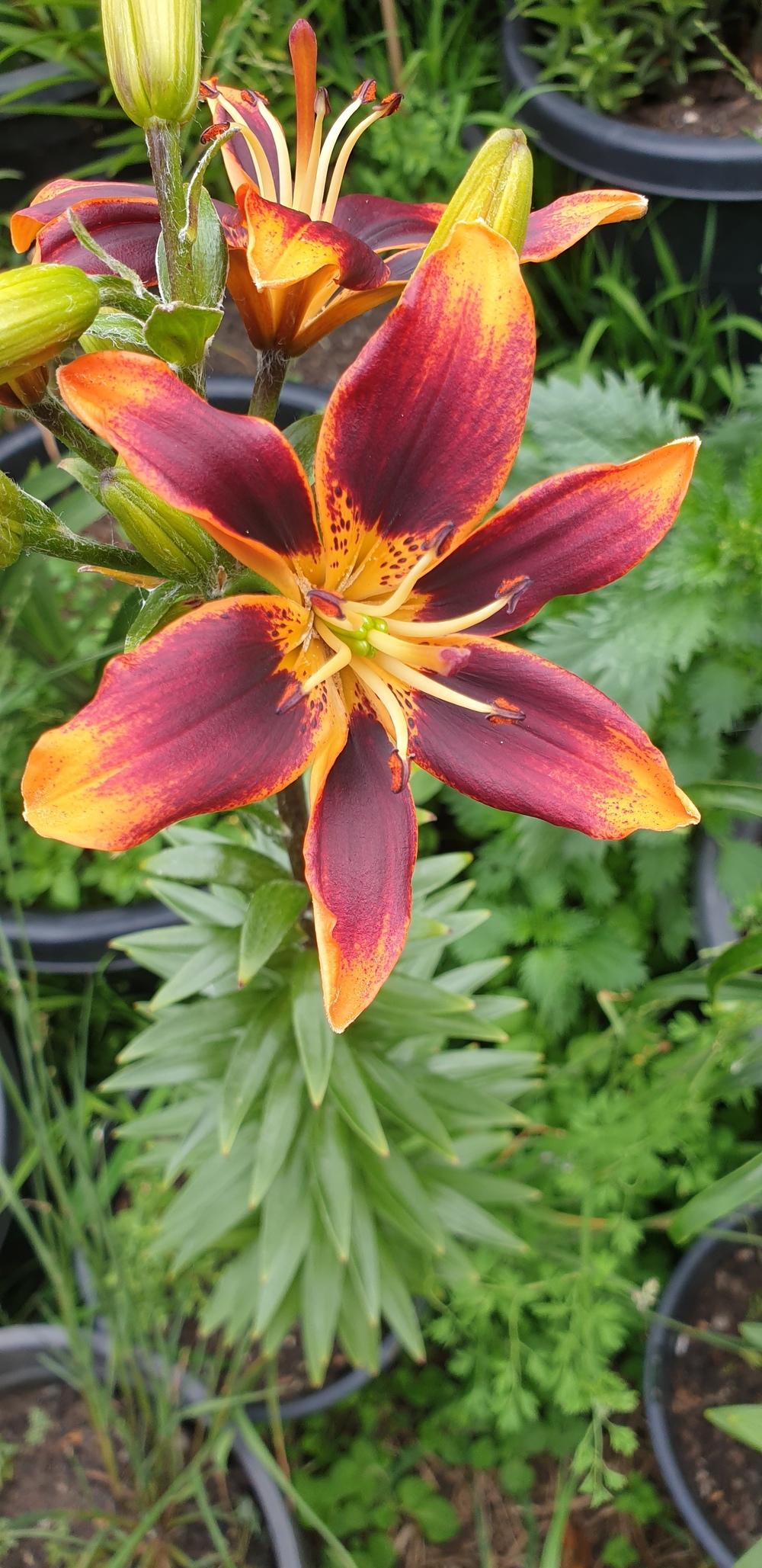 Photo of Asiatic Lily (Lilium 'Forever Susan') uploaded by gwhizz