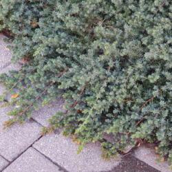 Location: In an Oklahoma City garden
Date: 2019-10-18
Shore Juniper (Juniperus rigida subsp. conferta 'Blue Pacific')