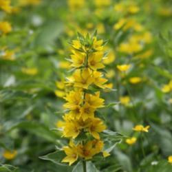 Location: At St. Mary's College in Leavenworth, KS
Date: June, 2012
Yellow Loosestrife (Lysimachia punctata) 004