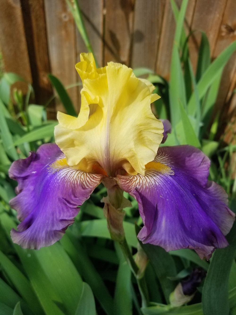 Photo of Tall Bearded Iris (Iris 'Jurassic Park') uploaded by javaMom
