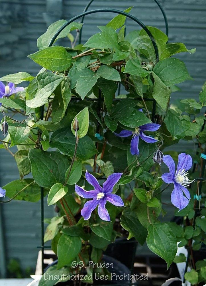 Photo of Clematis 'Arabella' uploaded by DaylilySLP