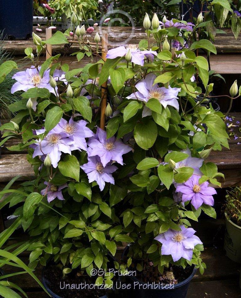 Photo of Clematis Angelique™ uploaded by DaylilySLP