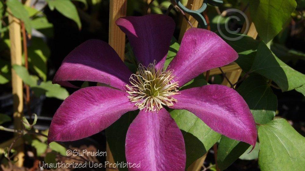 Photo of Clematis Bourbon™ uploaded by DaylilySLP