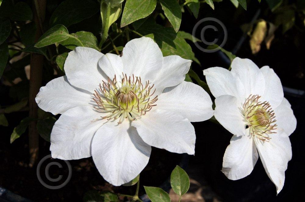 Photo of Clematis Chantilly™ uploaded by DaylilySLP