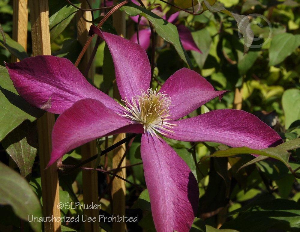 Photo of Clematis Bourbon™ uploaded by DaylilySLP