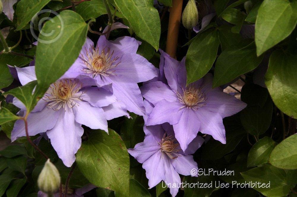 Photo of Clematis Angelique™ uploaded by DaylilySLP